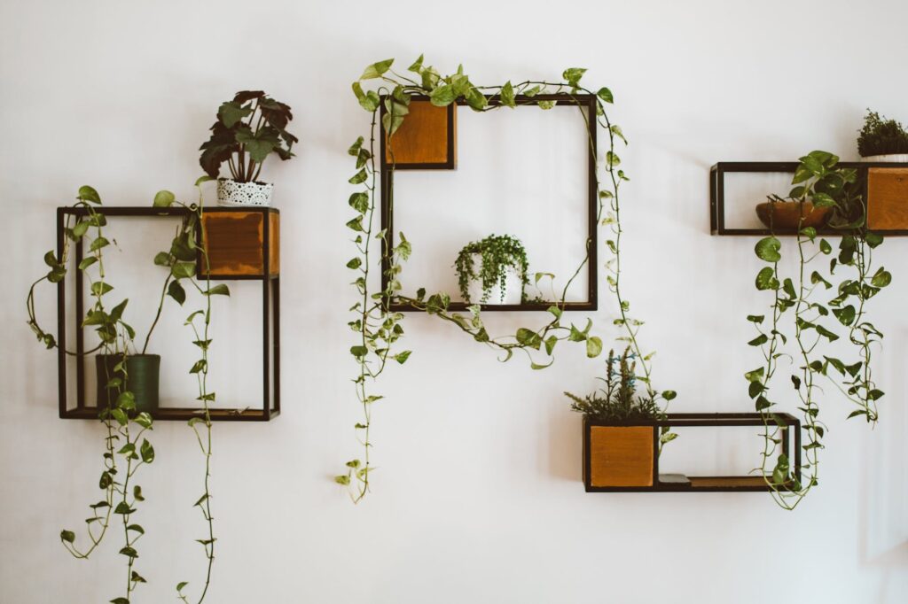 arrangement of houseplants on shelves on the wall