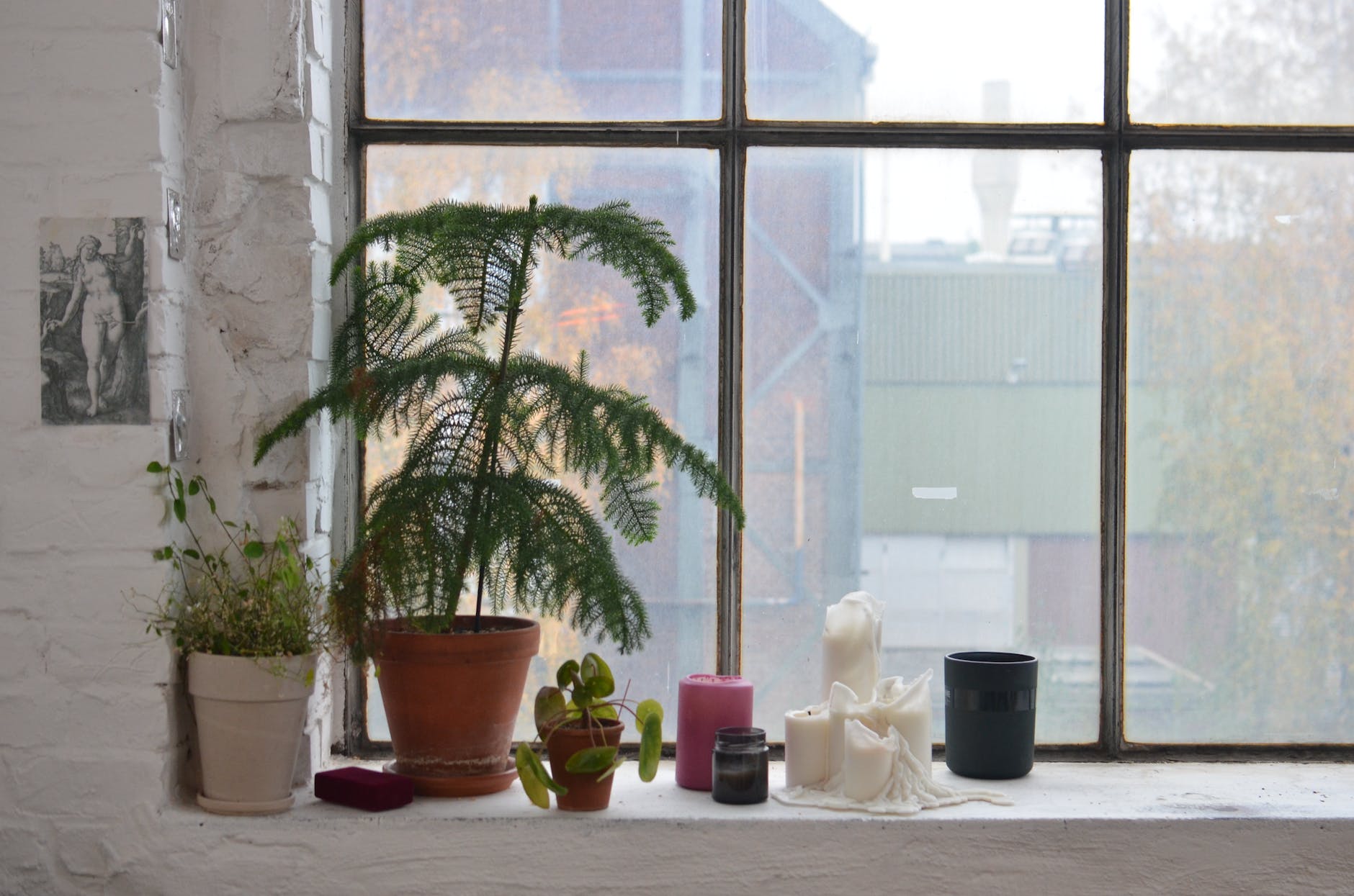 potted plants with candles on windowsill