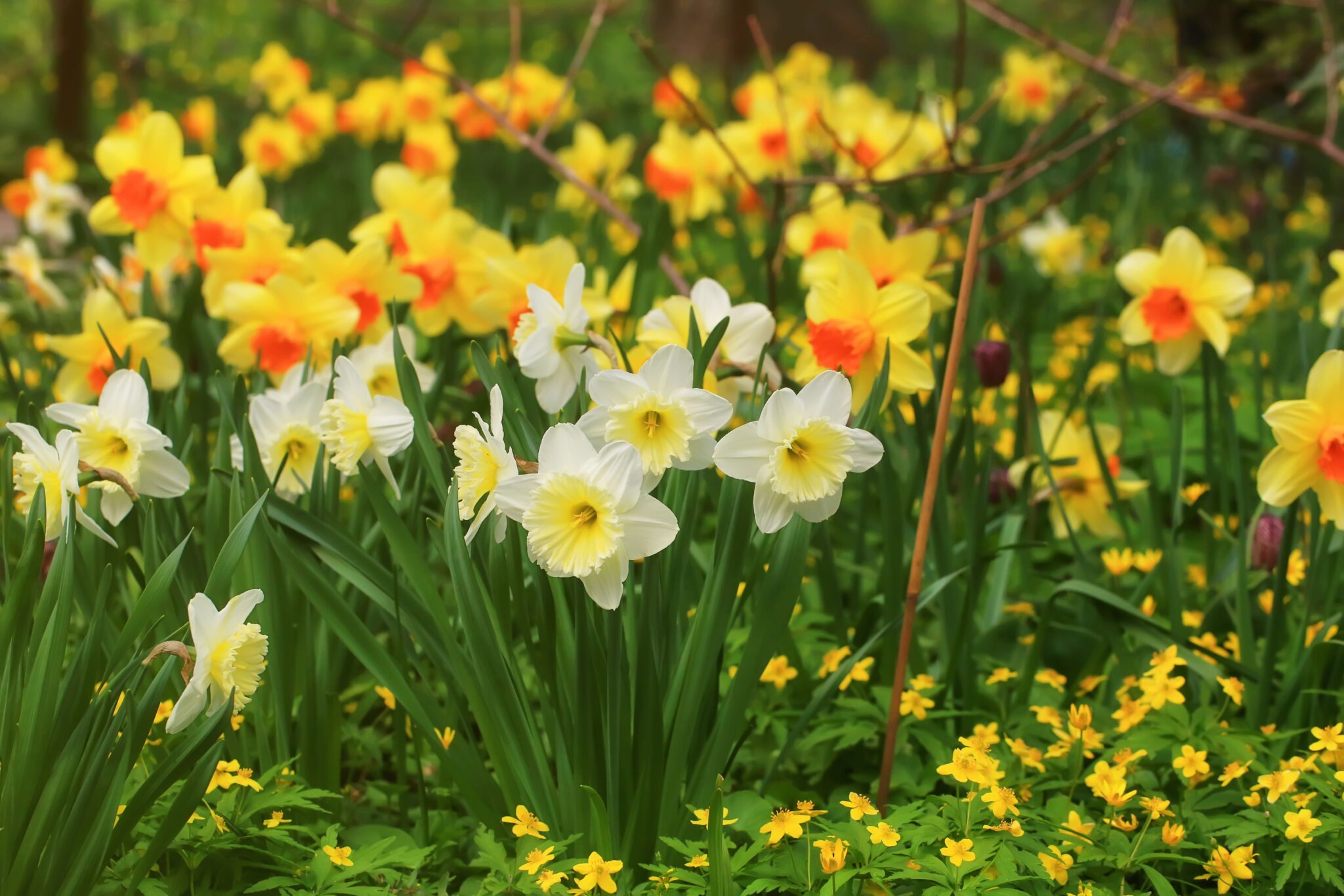 How and When to Plant Daffodil Bulbs Root and Rain