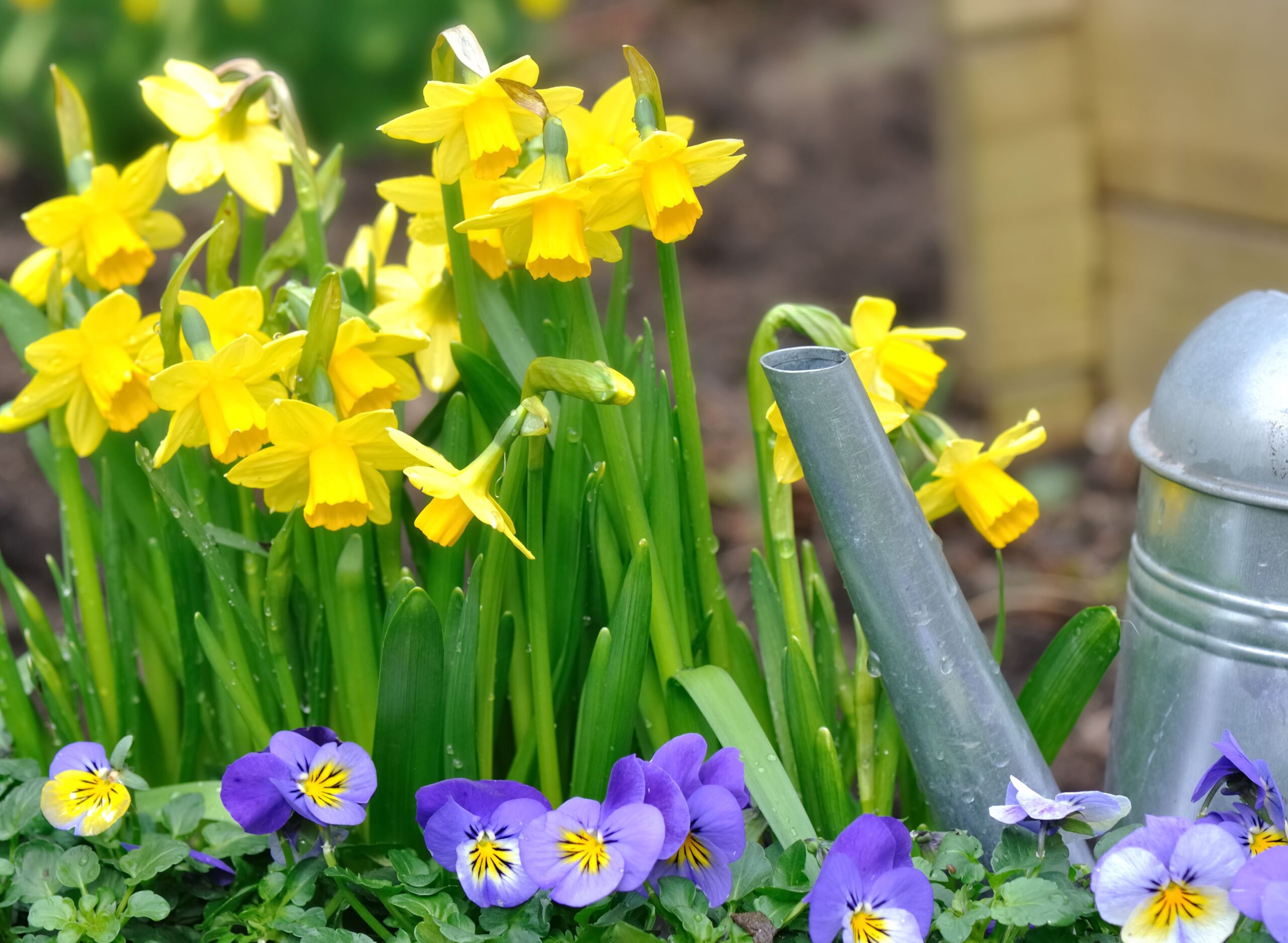 How and When to Plant Daffodil Bulbs Root and Rain