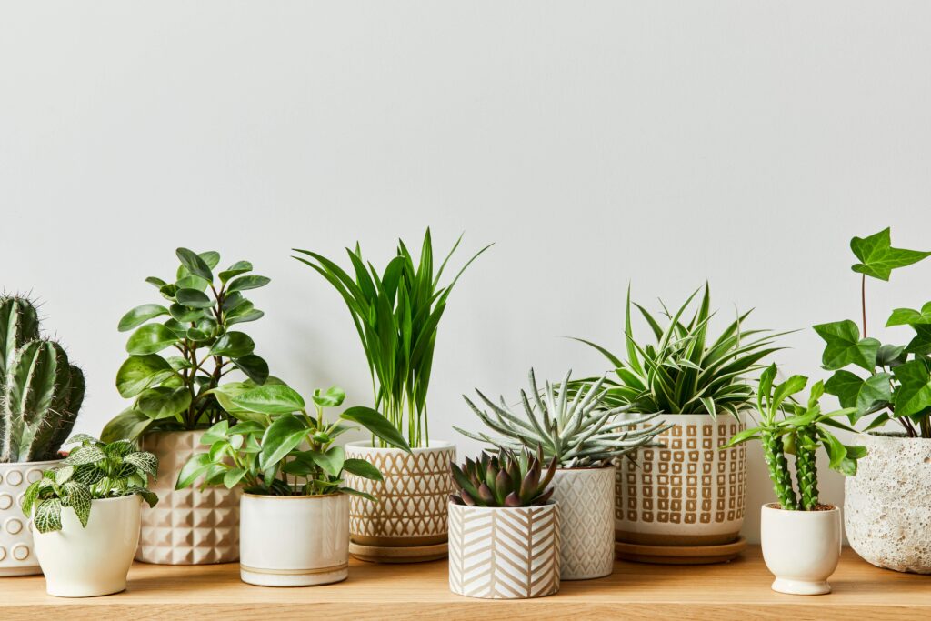 plant pots indoor garden